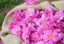 Pétales de roses de mai roses dans un sac de toile de jute