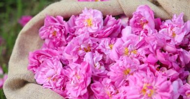 Pétales de roses de mai roses dans un sac de toile de jute