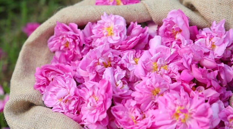 Pétales de roses de mai roses dans un sac de toile de jute