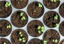 Les semis du printemps ? Il est temps de s'y mettre ! - ici