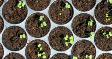 Les semis du printemps ? Il est temps de s'y mettre ! - ici