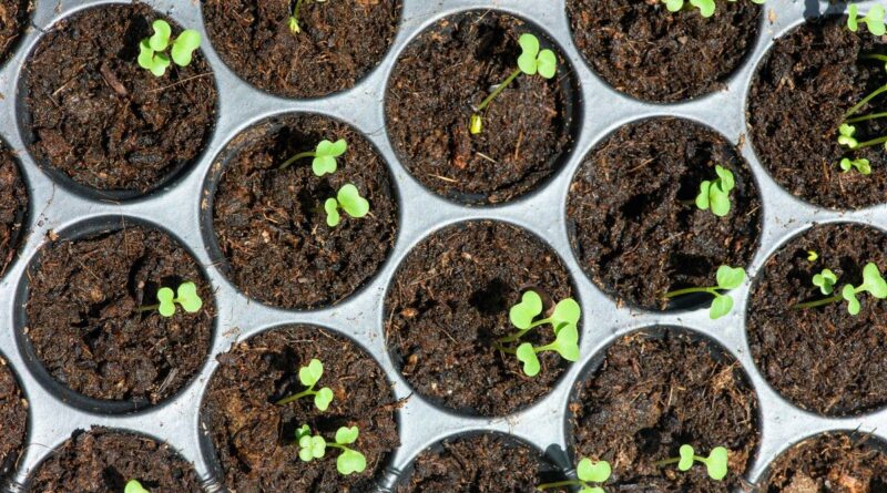 Les semis du printemps ? Il est temps de s'y mettre ! - ici