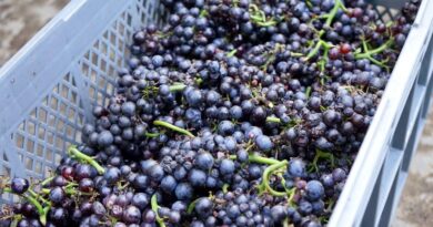 Les vins de Hokkaidô, le délicieux héritage des « sept samouraïs de Yoichi »