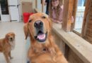 Line, la bénévole qui transforme chaque chiot en héros ! - ici