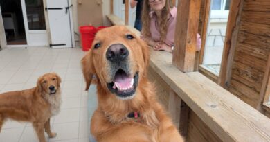 Line, la bénévole qui transforme chaque chiot en héros ! - ici