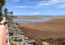 L'invasion des sargasses : 37,5 millions de tonnes d'algues menacent l'Atlantique