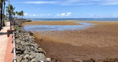 L'invasion des sargasses : 37,5 millions de tonnes d'algues menacent l'Atlantique