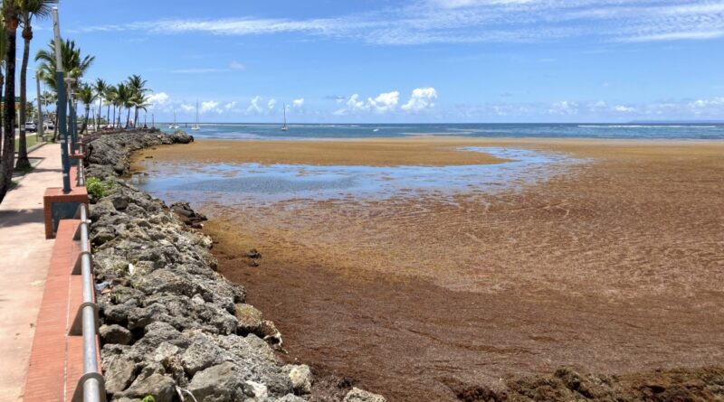 L'invasion des sargasses : 37,5 millions de tonnes d'algues menacent l'Atlantique