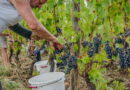 Loire. Top départ pour les vendanges des Côtes du Forez : « La qualité est au rendez-vous »
