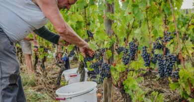 Loire. Top départ pour les vendanges des Côtes du Forez : « La qualité est au rendez-vous »