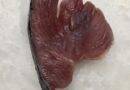 Longe de thon albacore