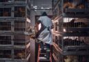 Négociations commerciales avec les Etats-Unis: le Conseil fédéral envisage d’autoriser le «poulet au chlore» américain - Le Temps