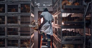 Négociations commerciales avec les Etats-Unis: le Conseil fédéral envisage d’autoriser le «poulet au chlore» américain - Le Temps