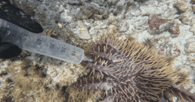 Neutraliser les taramea pour protéger les coraux de Moorea