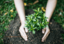 Nice : Plantation d'un arbre en mémoire d'Ilan Halimi