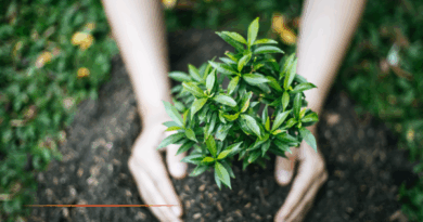 Nice : Plantation d'un arbre en mémoire d'Ilan Halimi