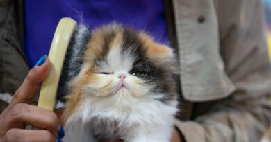 Nos astuces pour un pelage doux, brillant et sans nœuds chez son chat - ici