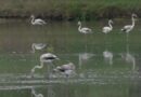 "Pas besoin d'aller en Camargue pour les observer" : l'étonnante arrivée d'une colonie de flamants roses à des kilomètres de la mer