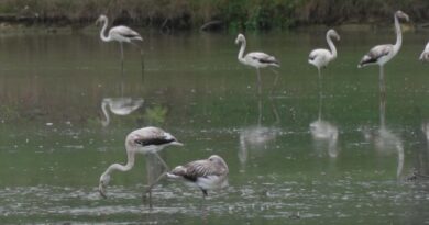 "Pas besoin d'aller en Camargue pour les observer" : l'étonnante arrivée d'une colonie de flamants roses à des kilomètres de la mer