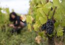"Personne ne s'est dénoncé"... À Meursault et ailleurs, les raisins disparaissent : mais qui vendange à la place des viticulteurs ?