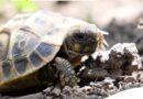 Photos from Conservatoire d'espaces naturels Corse's post