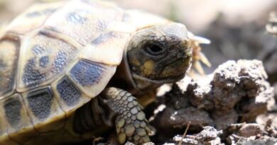 Photos from Conservatoire d'espaces naturels Corse's post