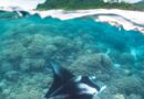 ©Simon Hilbourne / Mantas de Polynésie