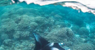 ©Simon Hilbourne / Mantas de Polynésie