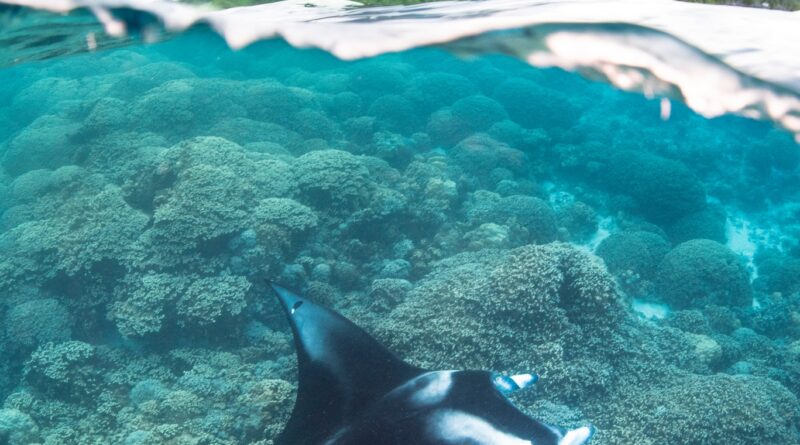 ©Simon Hilbourne / Mantas de Polynésie