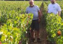 Pommard. « On est découragés » : 35 ares de pinot noir se sont encore volatilisés