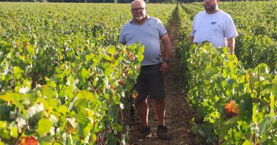Pommard. « On est découragés » : 35 ares de pinot noir se sont encore volatilisés