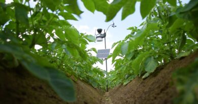 Pommes de terre : un pilier de l’agriculture belge sous haute surveillance à Ath - RTBF Actus