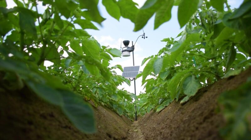 Pommes de terre : un pilier de l’agriculture belge sous haute surveillance à Ath - RTBF Actus