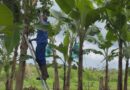 Ponction de l’enveloppe POSEI banane guadeloupéenne au profit de la Martinique : le député Max Mathiasin dénonce une iniquité