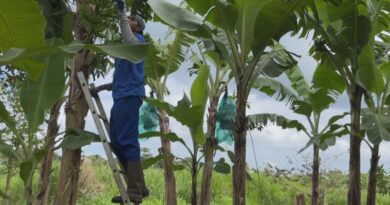Ponction de l’enveloppe POSEI banane guadeloupéenne au profit de la Martinique : le député Max Mathiasin dénonce une iniquité