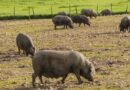 Porc européen : la Chine va imposer des droits antidumping provisoires