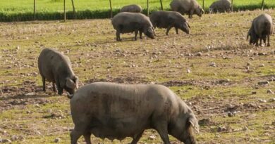 Porc européen : la Chine va imposer des droits antidumping provisoires