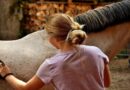 Pour 83% des Français le cheval occupe la même place affective qu’un chien ou un chat selon une étude Kantar/Veternity ⋆ Savoir Animal