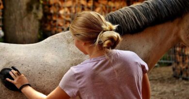 Pour 83% des Français le cheval occupe la même place affective qu’un chien ou un chat selon une étude Kantar/Veternity ⋆ Savoir Animal