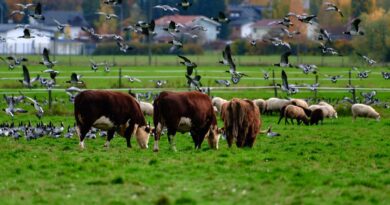Pourquoi la France redoute une potentielle pandémie de grippe aviaire