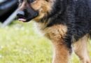 Près de Rouen, un salon du chiot ne plaît pas à tout le monde : « Il y a une réalité inquiétante »