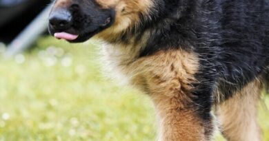 Près de Rouen, un salon du chiot ne plaît pas à tout le monde : « Il y a une réalité inquiétante »