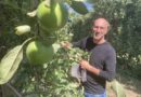 "Quand le kilo est vendu moins de 1 €, c’est compliqué" : comment la pomme, fruit local, est cueillie, calibrée, conditionnée et vendue ?
