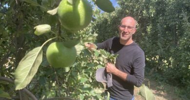 "Quand le kilo est vendu moins de 1 €, c’est compliqué" : comment la pomme, fruit local, est cueillie, calibrée, conditionnée et vendue ?