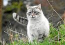 Quels animaux ont été recueillis par la fourrière de Brest Métropole ?