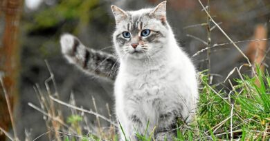 Quels animaux ont été recueillis par la fourrière de Brest Métropole ?