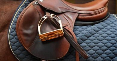 Quinté à Deauville du lundi 1er septembre : les pronostics hippiques d'Hervé Fortin  - ici