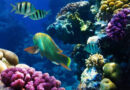 Rapport annuel de l’Australian Institute of Marine Science