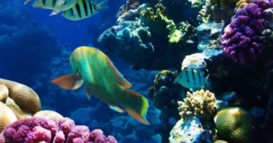 Rapport annuel de l’Australian Institute of Marine Science