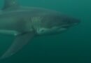 Réchauffement des eaux | Les grands requins blancs s’invitent dans le golfe du Saint-Laurent